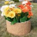 Цветник КАНЬОН купить в Истре